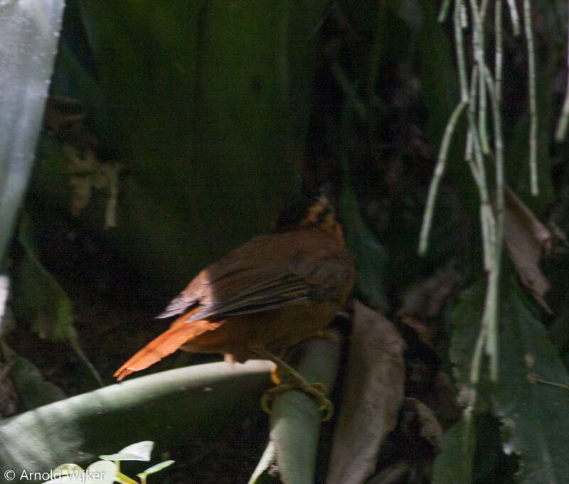 Image of Black-capped Foliage-gleaner