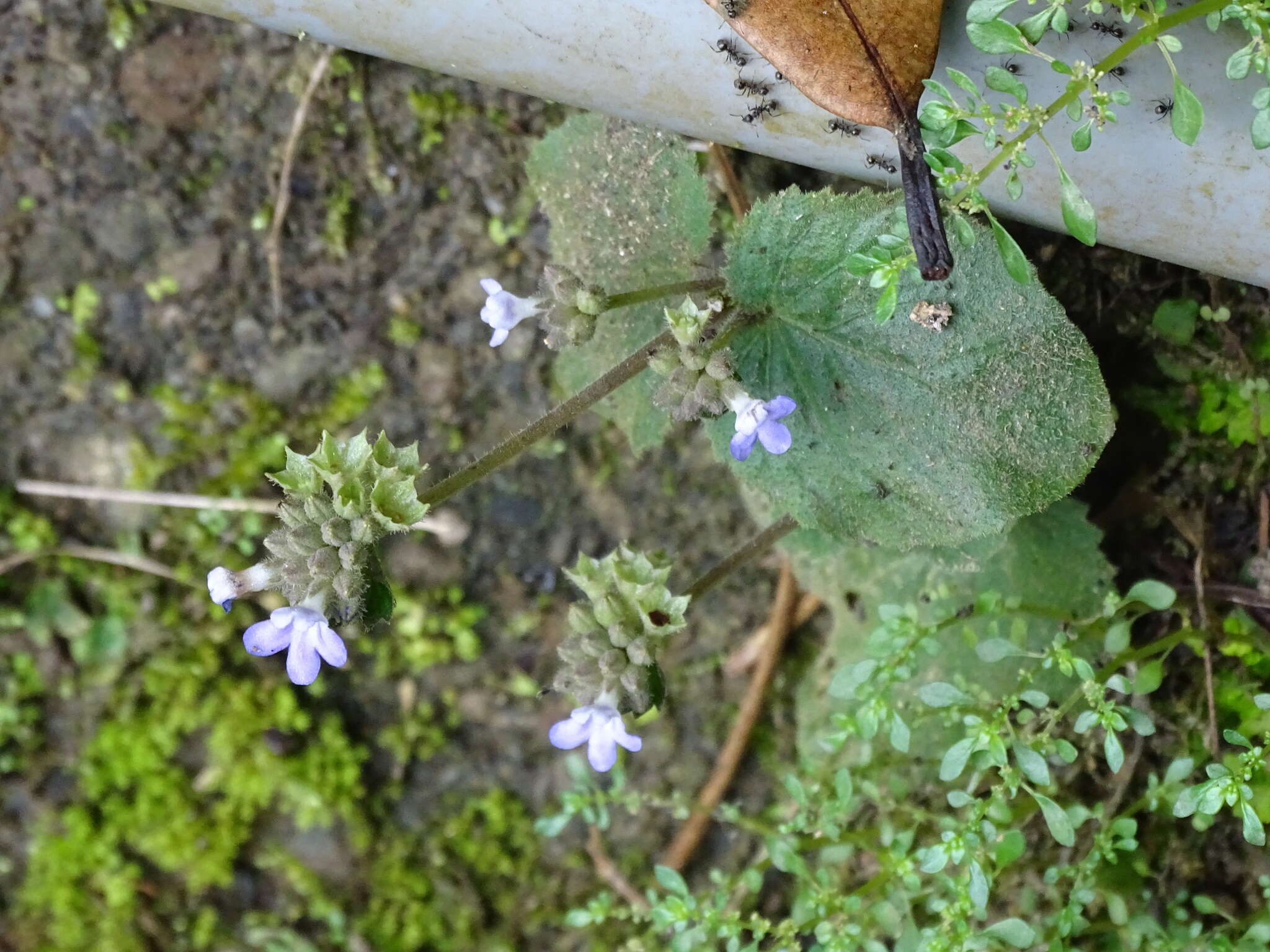 Plancia ëd <i>Epithema ceylanicum</i> Gardner