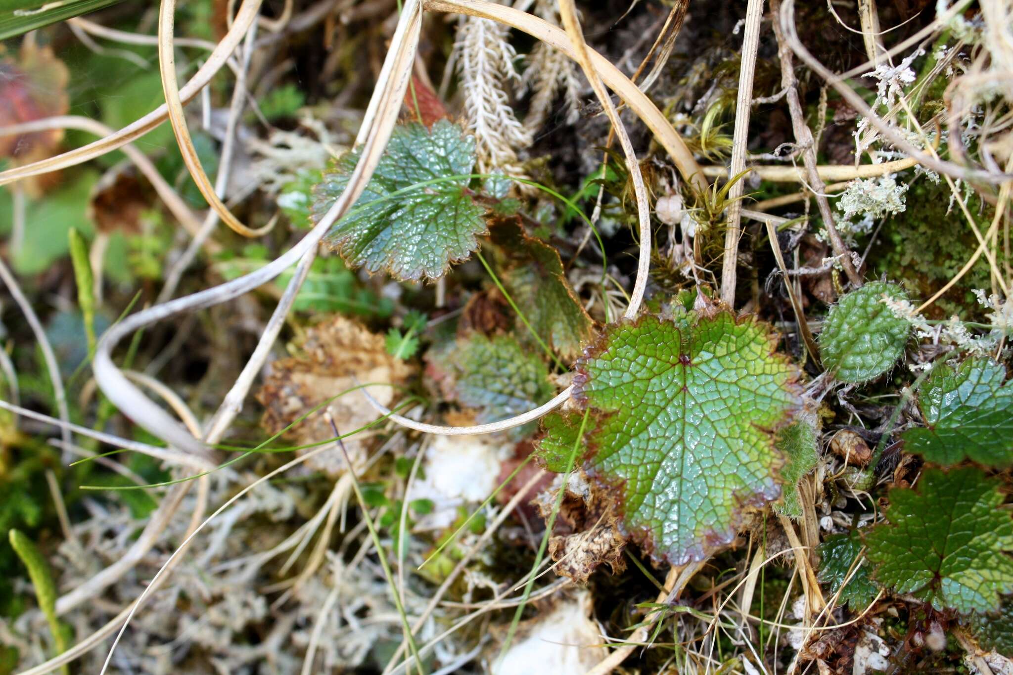 Image of Geum uniflorum J. Buch.