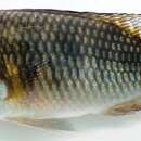 Imagem de Thoracochromis demeusii (Boulenger 1899)
