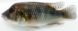 صورة Thoracochromis demeusii (Boulenger 1899)