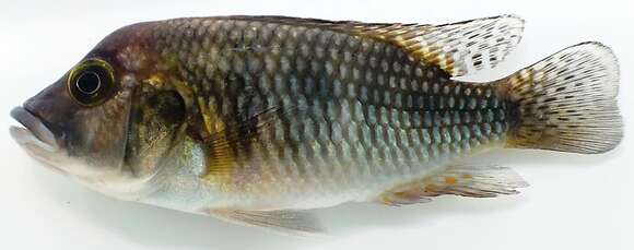 Image of Thoracochromis demeusii (Boulenger 1899)