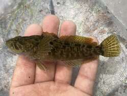 Image of Marbled Sculpin