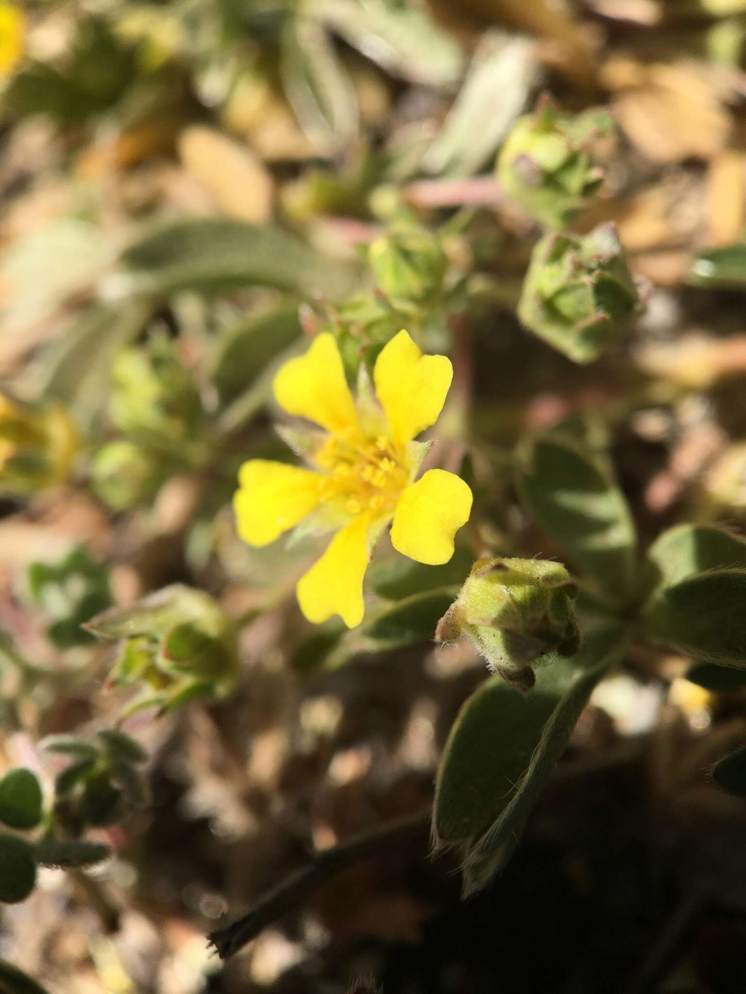 Imagem de <i>Potentilla luteosericea</i>