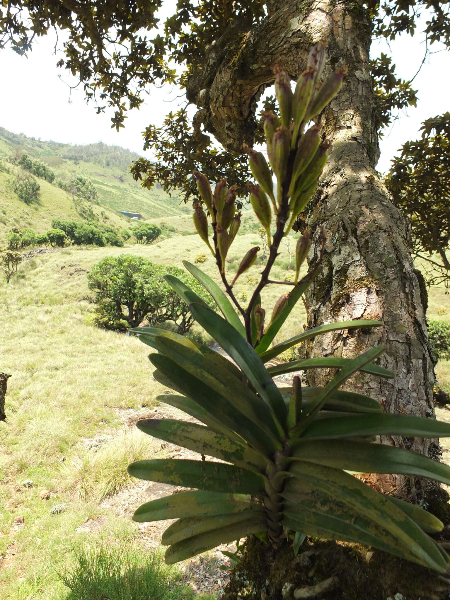 Image of Aerides ringens (Lindl.) C. E. C. Fisch.