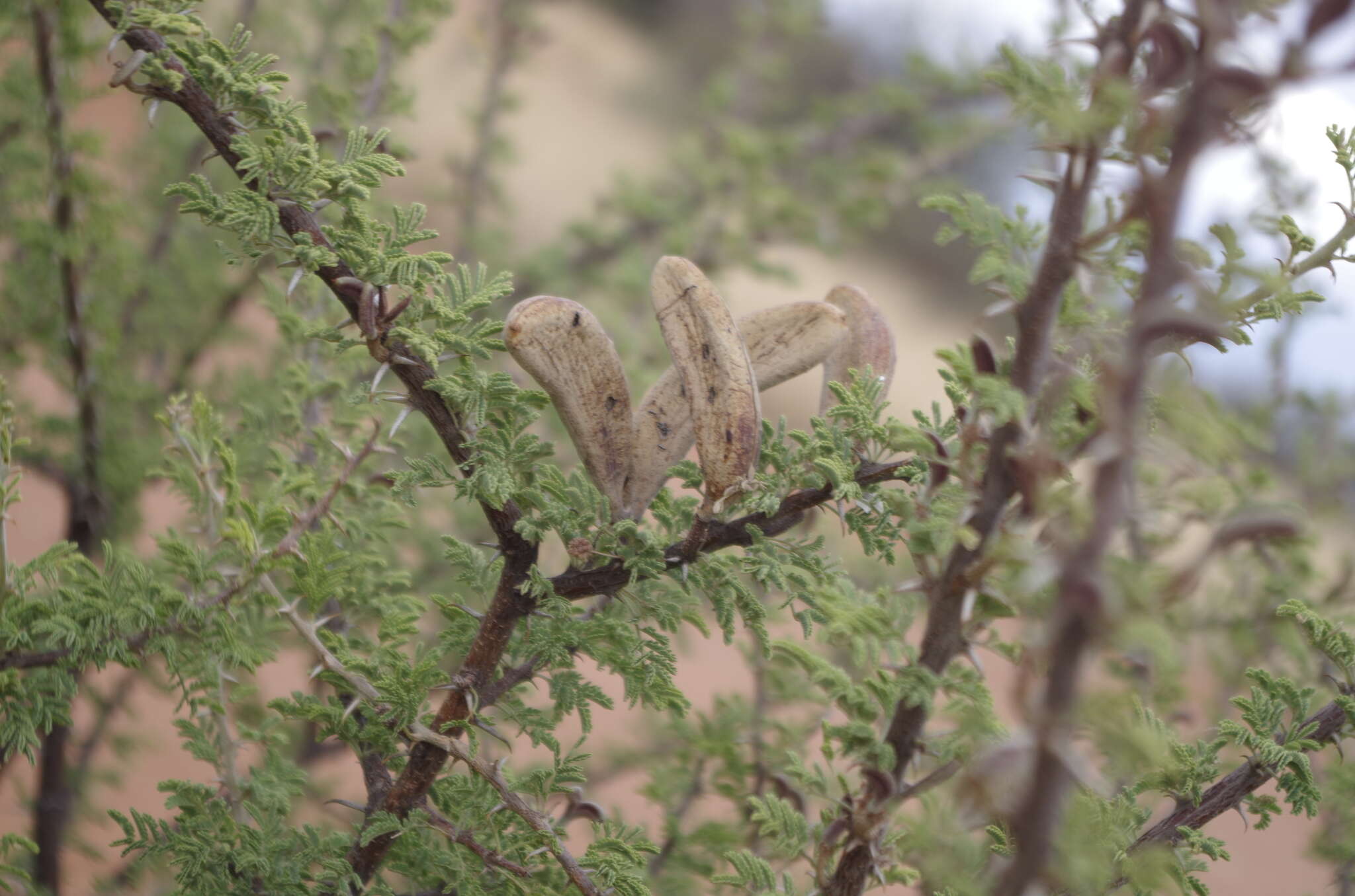 Sivun Vachellia hebeclada subsp. hebeclada kuva