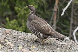 Imagem de Dendragapus fuliginosus (Ridgway 1873)