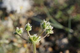 Trinia biebersteinii N. M. Fedoronchuk resmi