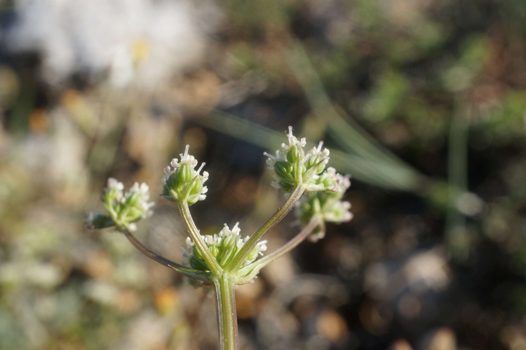 Image of Trinia biebersteinii N. M. Fedoronchuk