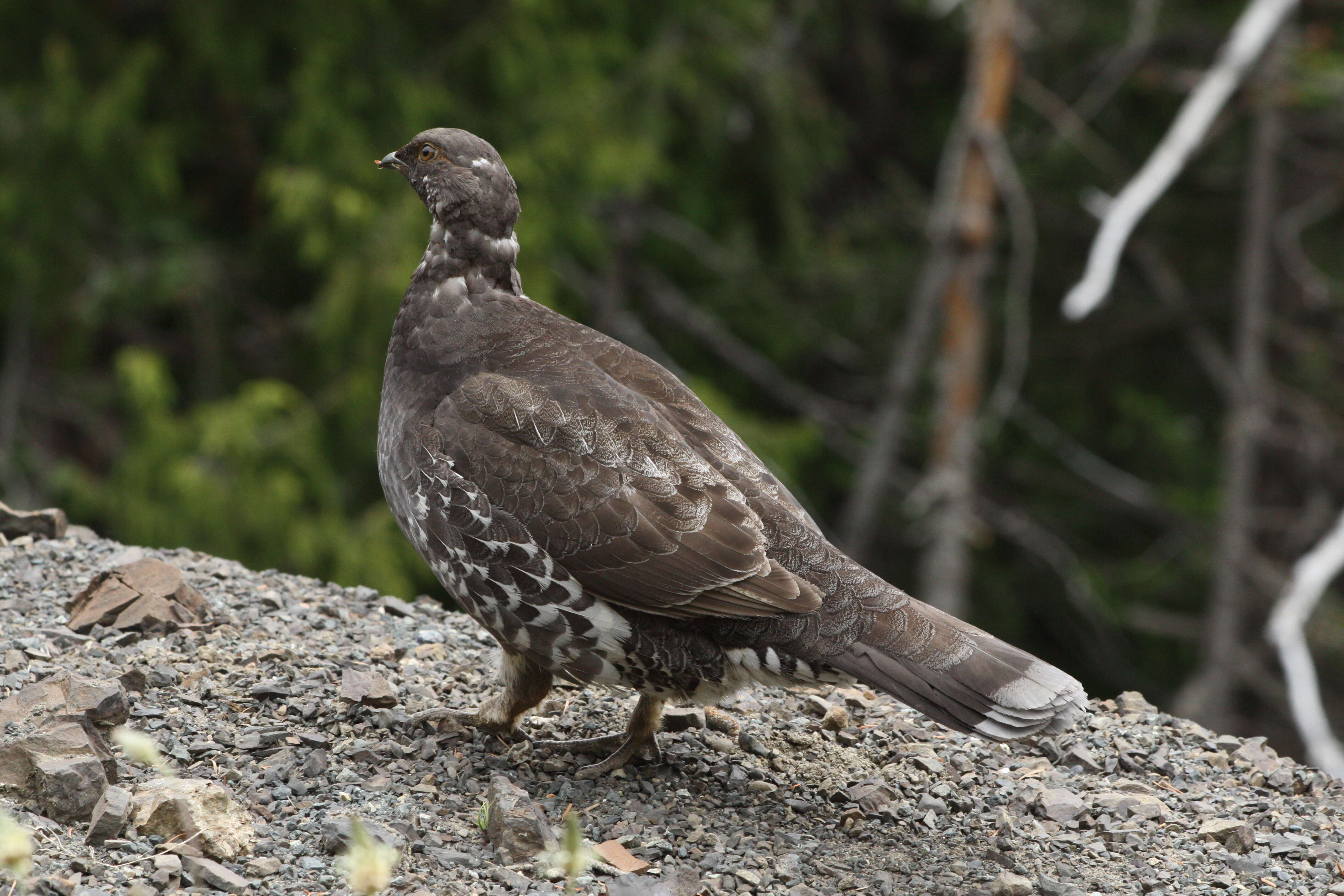 Imagem de Dendragapus fuliginosus (Ridgway 1873)