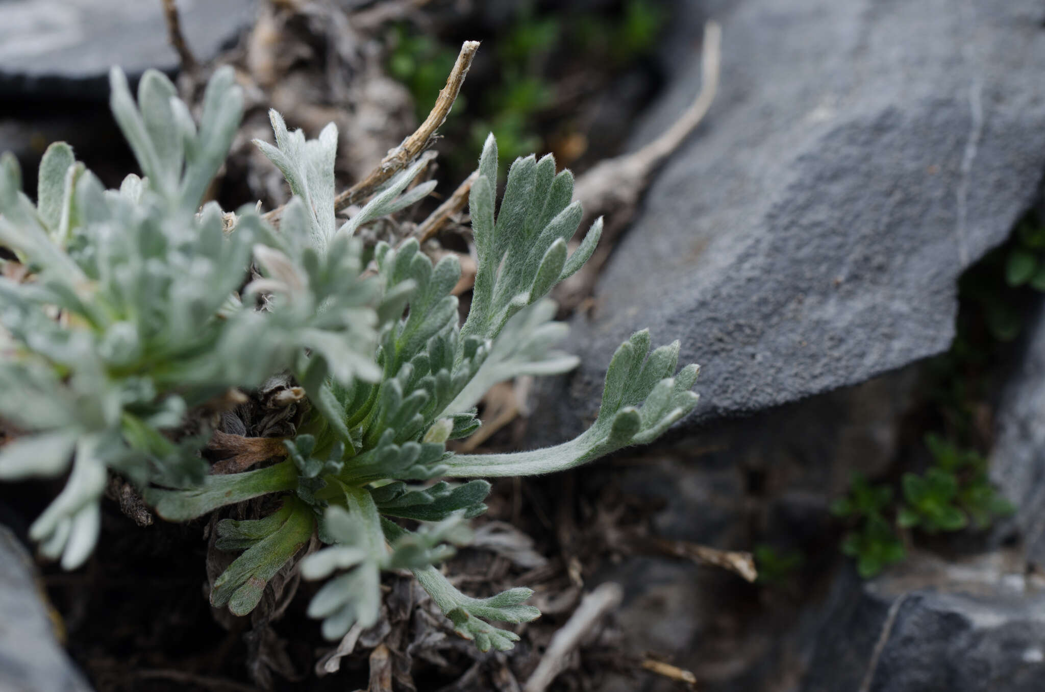 Artemisia umbelliformis subsp. eriantha (Ten.) J. Vallès Xirau & M. Oliva Brañas的圖片