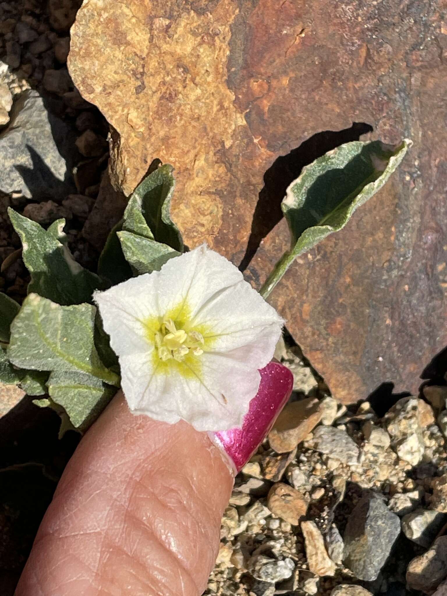 Image de Leucophysalis nana (A. Gray) Averett