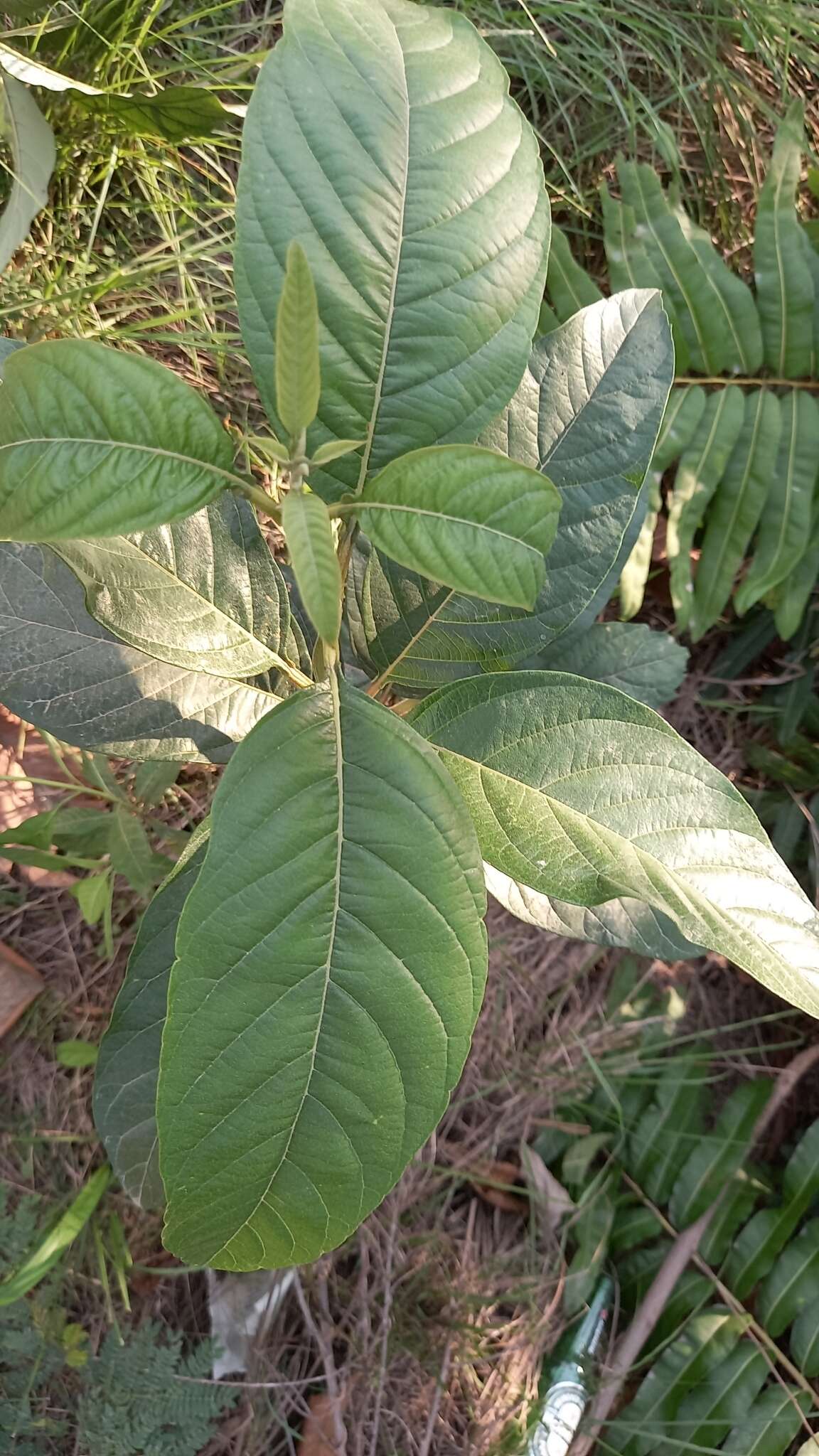 Image de Citharexylum myrianthum Cham.