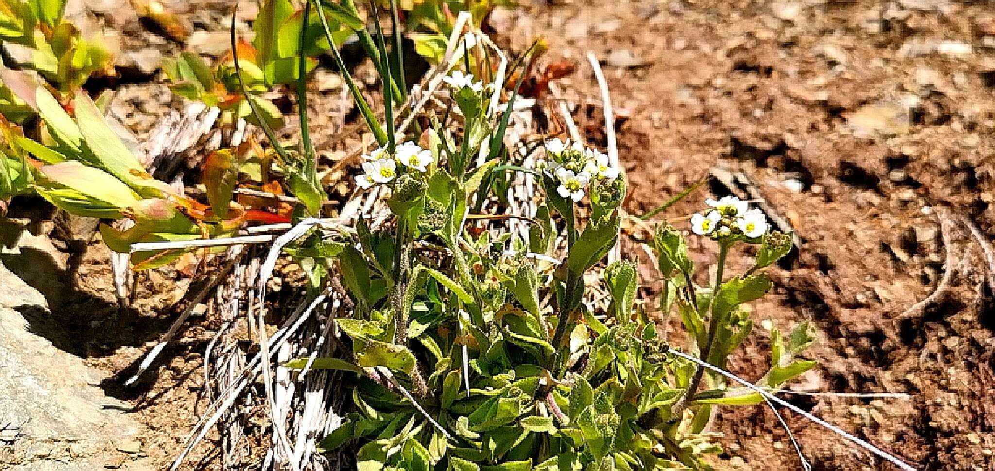 Image of boreal draba