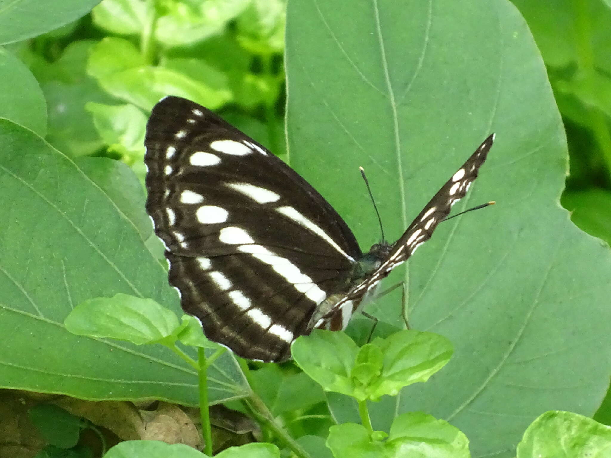 Image of Neptis nata Moore 1857