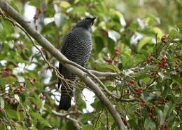 Image of Barred Cuckoo-shrike