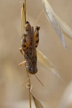 Image of Devastating Grasshopper