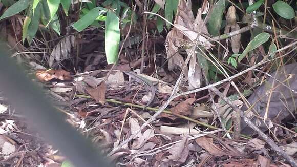 Image of Amazon Racerunner