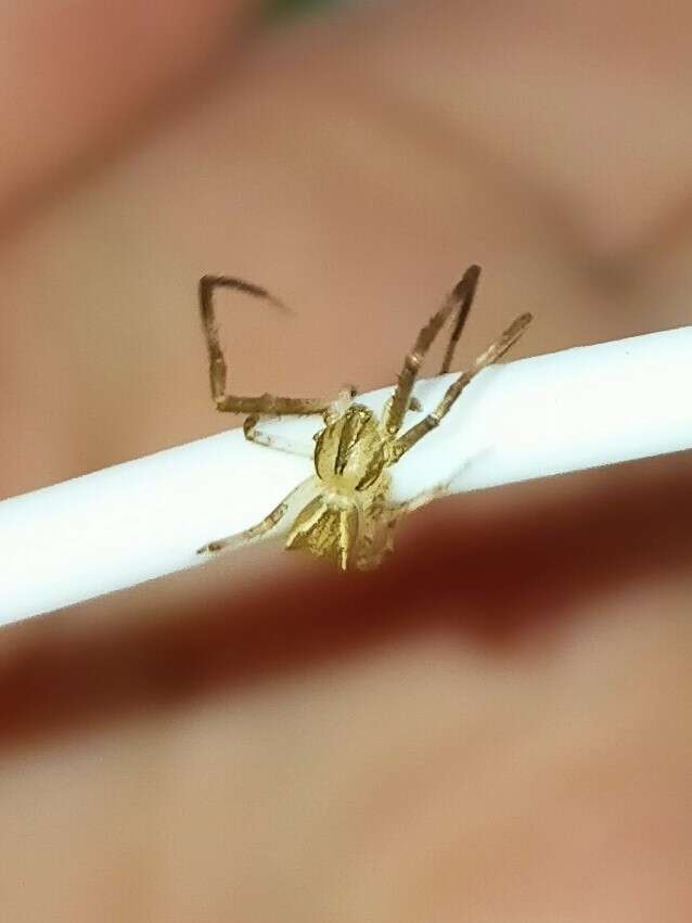 Слика од Sidymella longipes (L. Koch 1874)