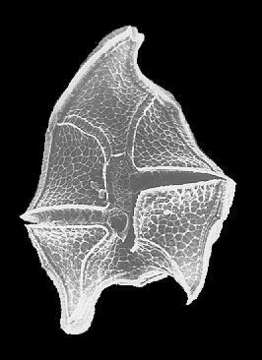 Image of Peridinium limbatum