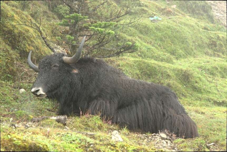 Image of yak