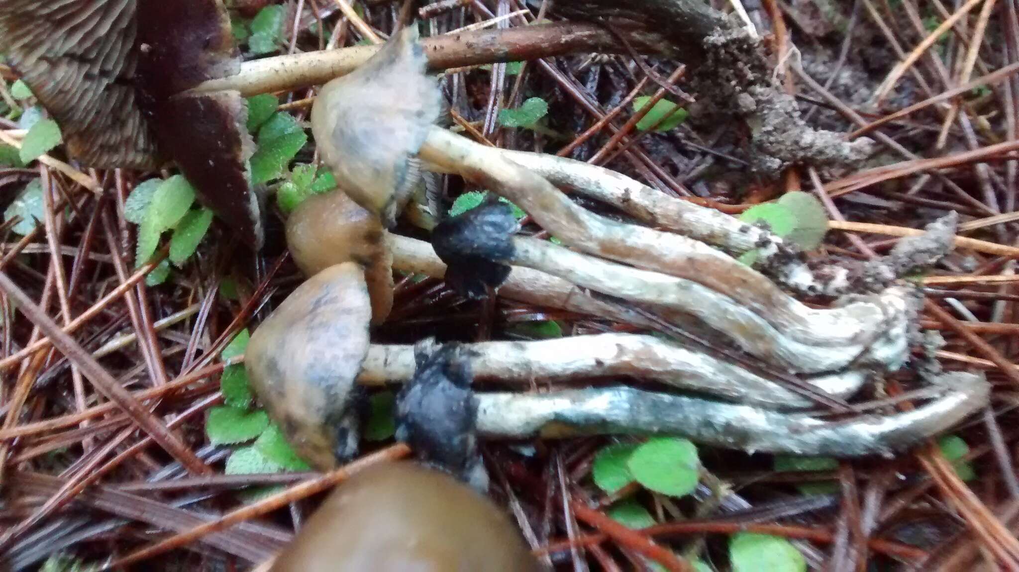 Image de Psilocybe aucklandiae Guzmán, C. C. King & Bandala 1991