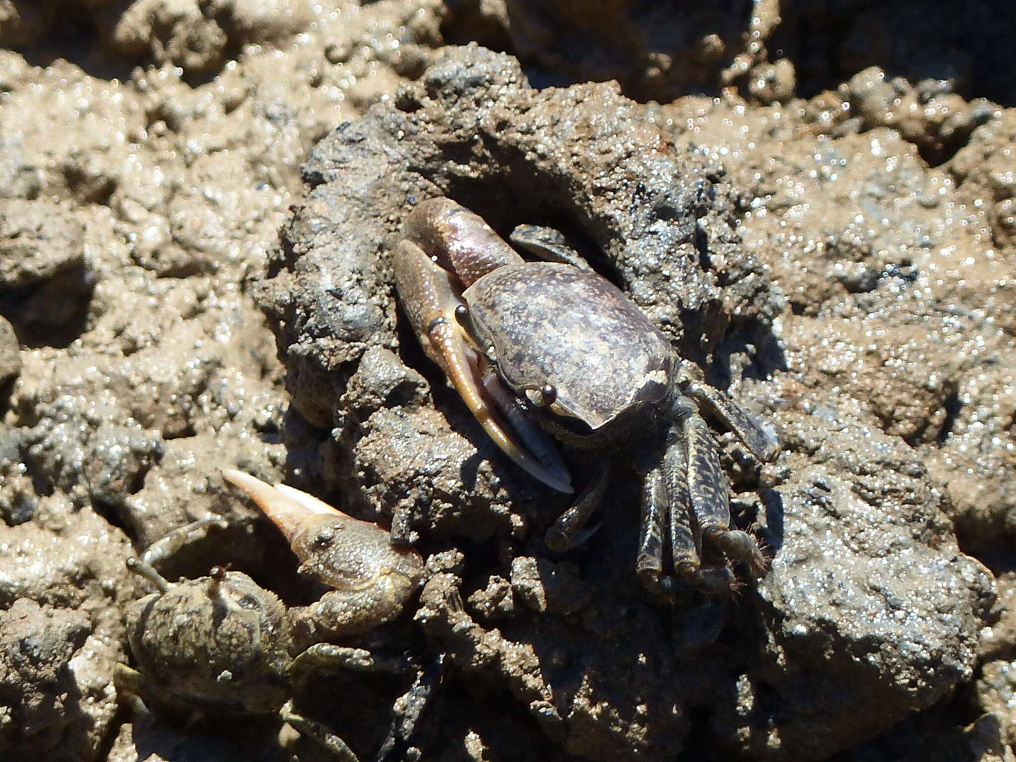Image of Galápagos Fiddler Crab