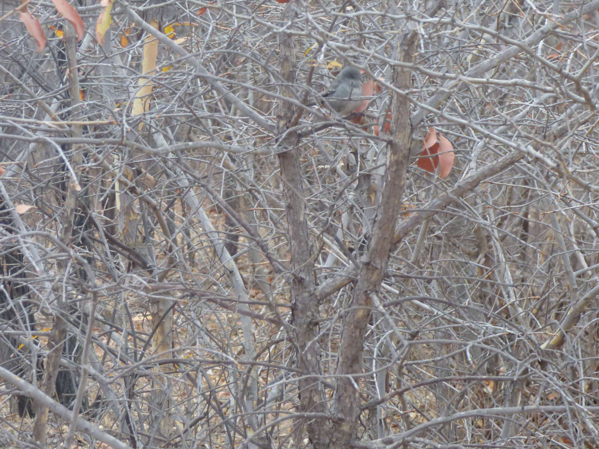 Image of Chestnut-vented Warbler