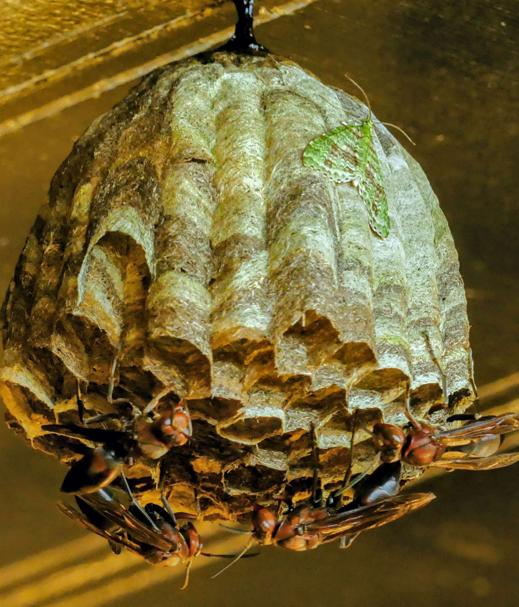 Image of Polistes tenebricosus Lepeletier 1836