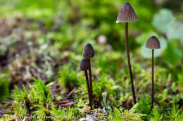 Image of Milk-drop mycena