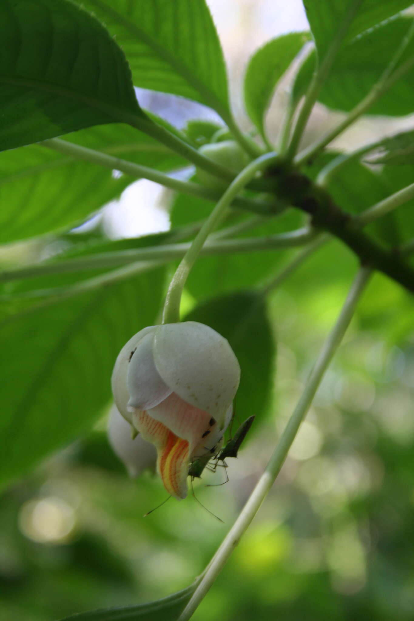 Image of Impatiens kerriae Craib