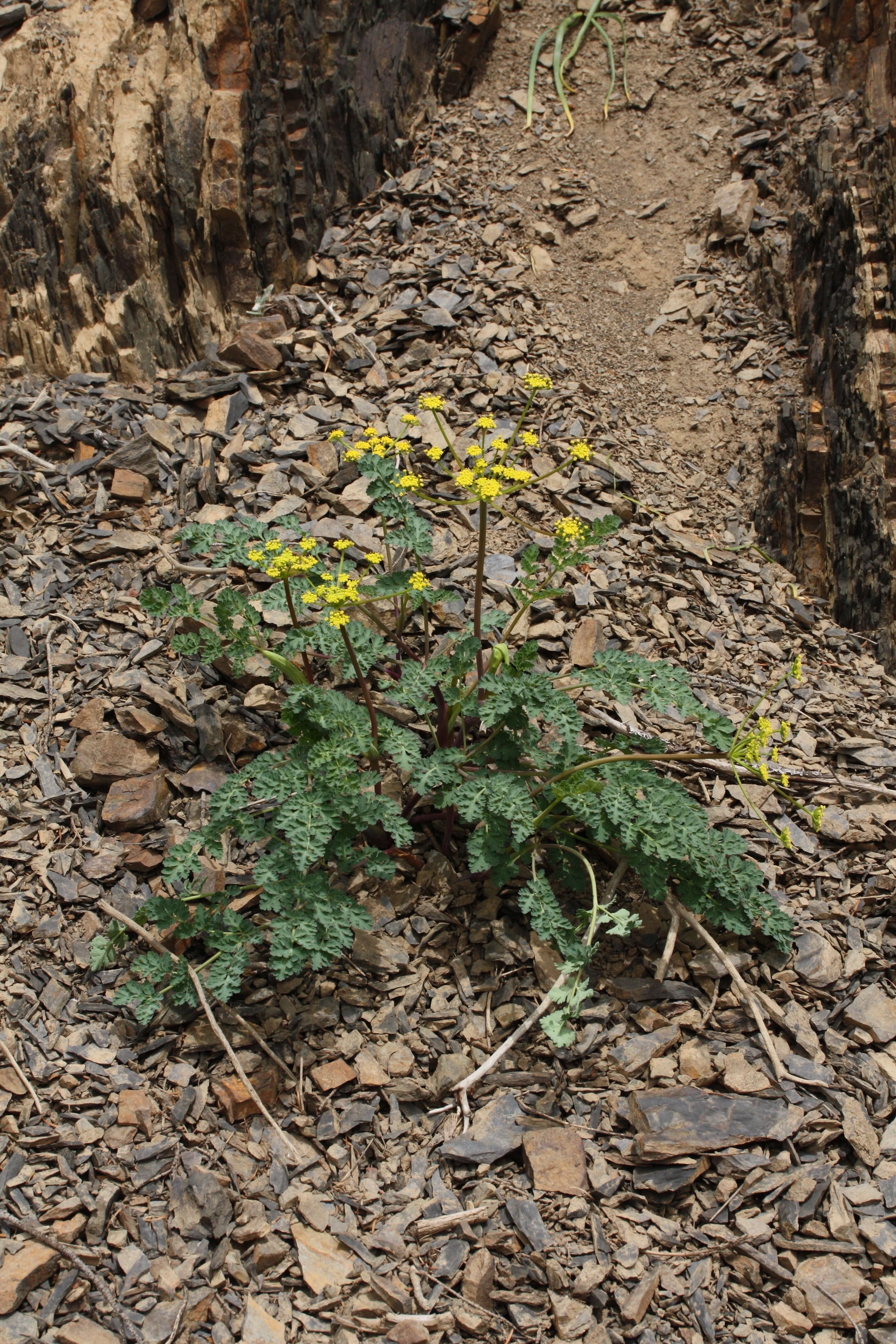 Image of cascade desertparsley