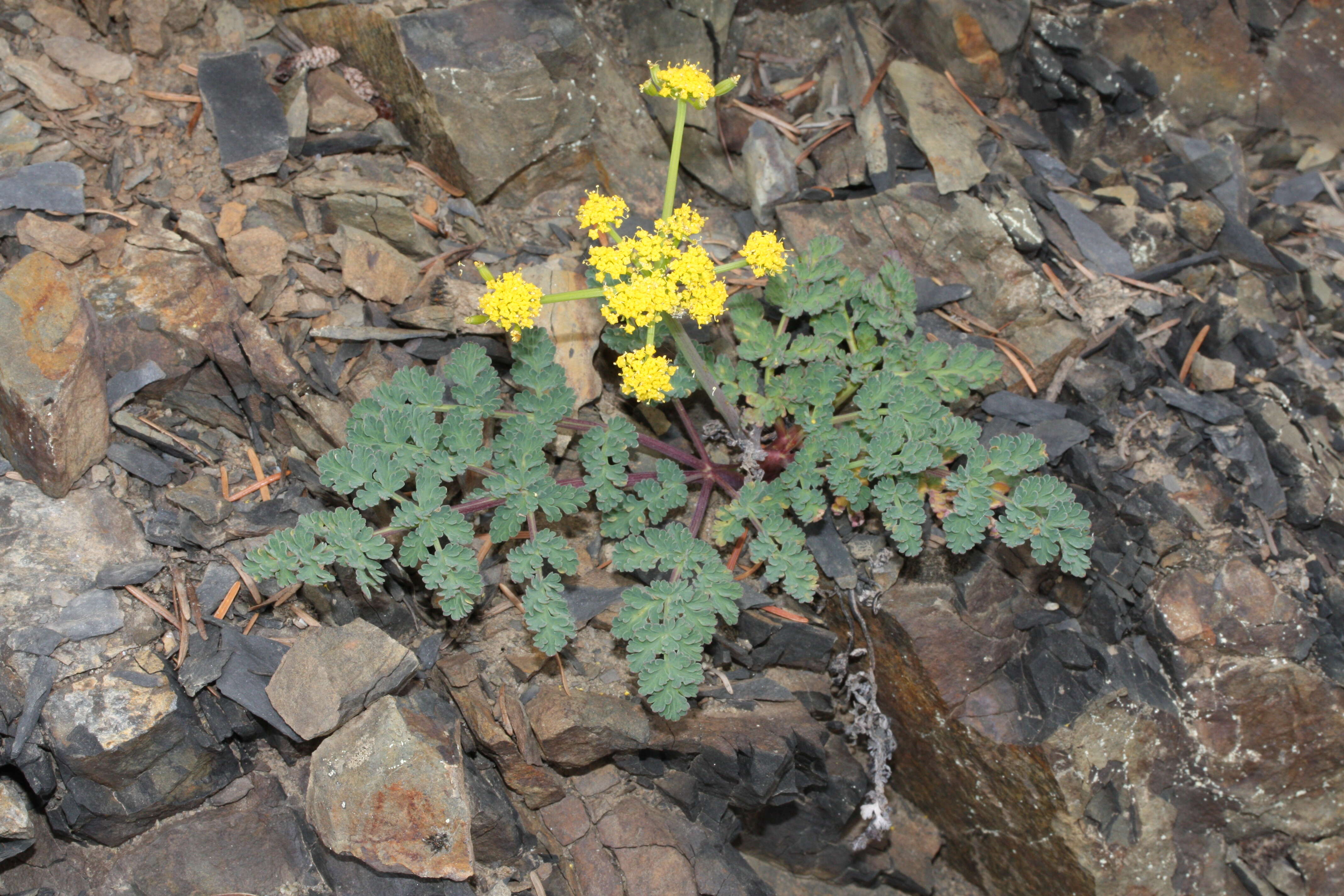 Image of cascade desertparsley