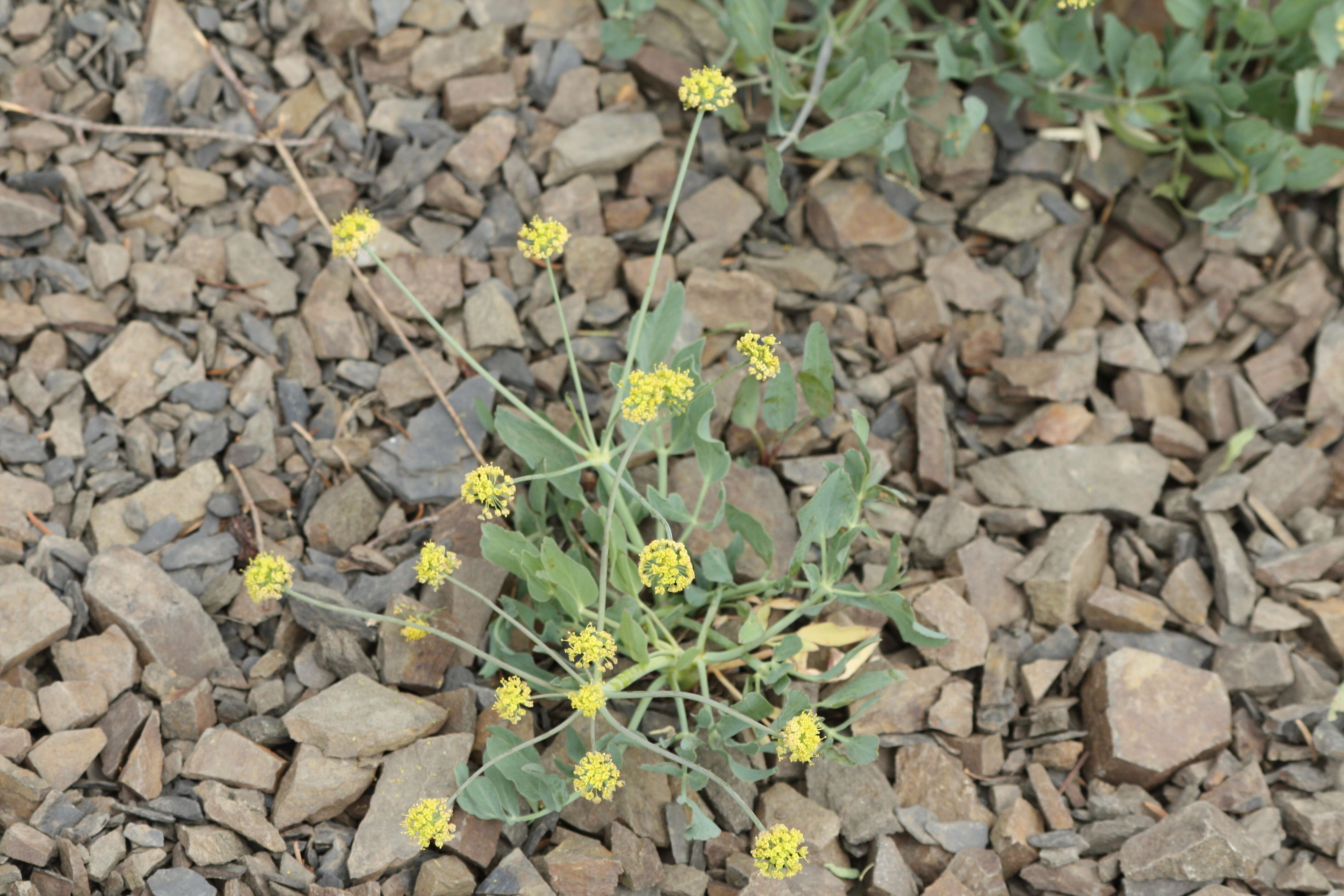 Image of barestem biscuitroot