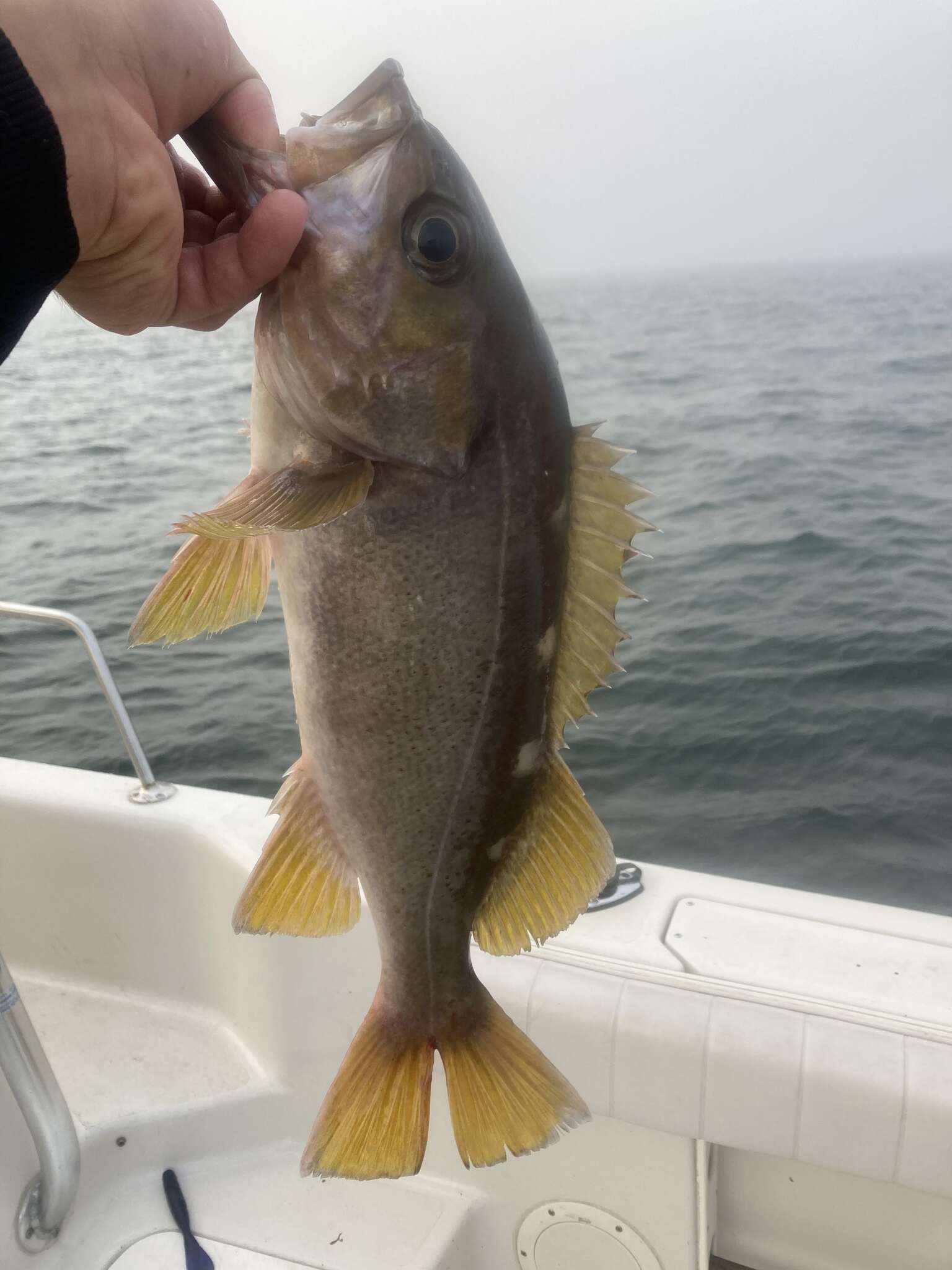 Image of Yellowtail rockfish