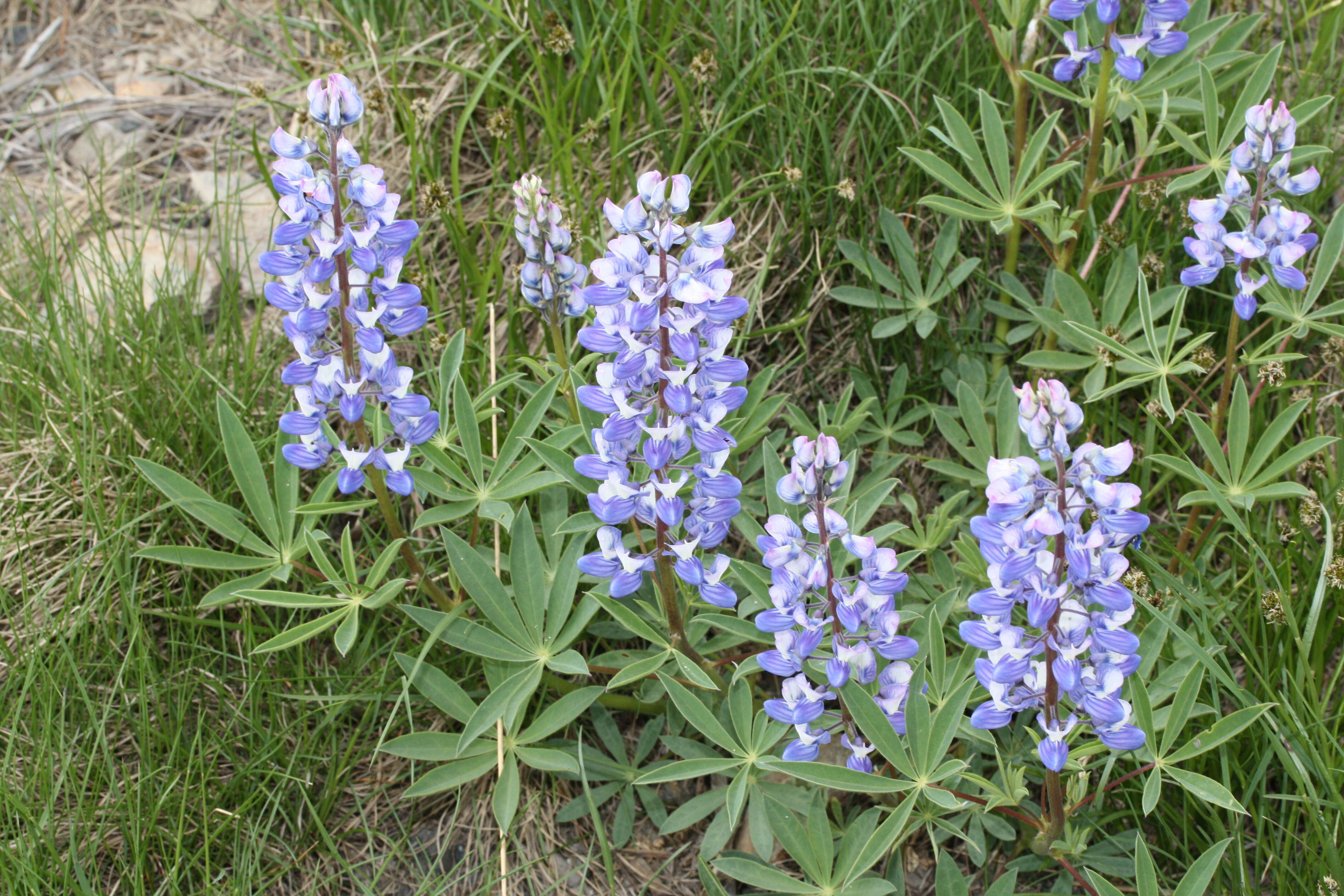 Image of broadleaf lupine