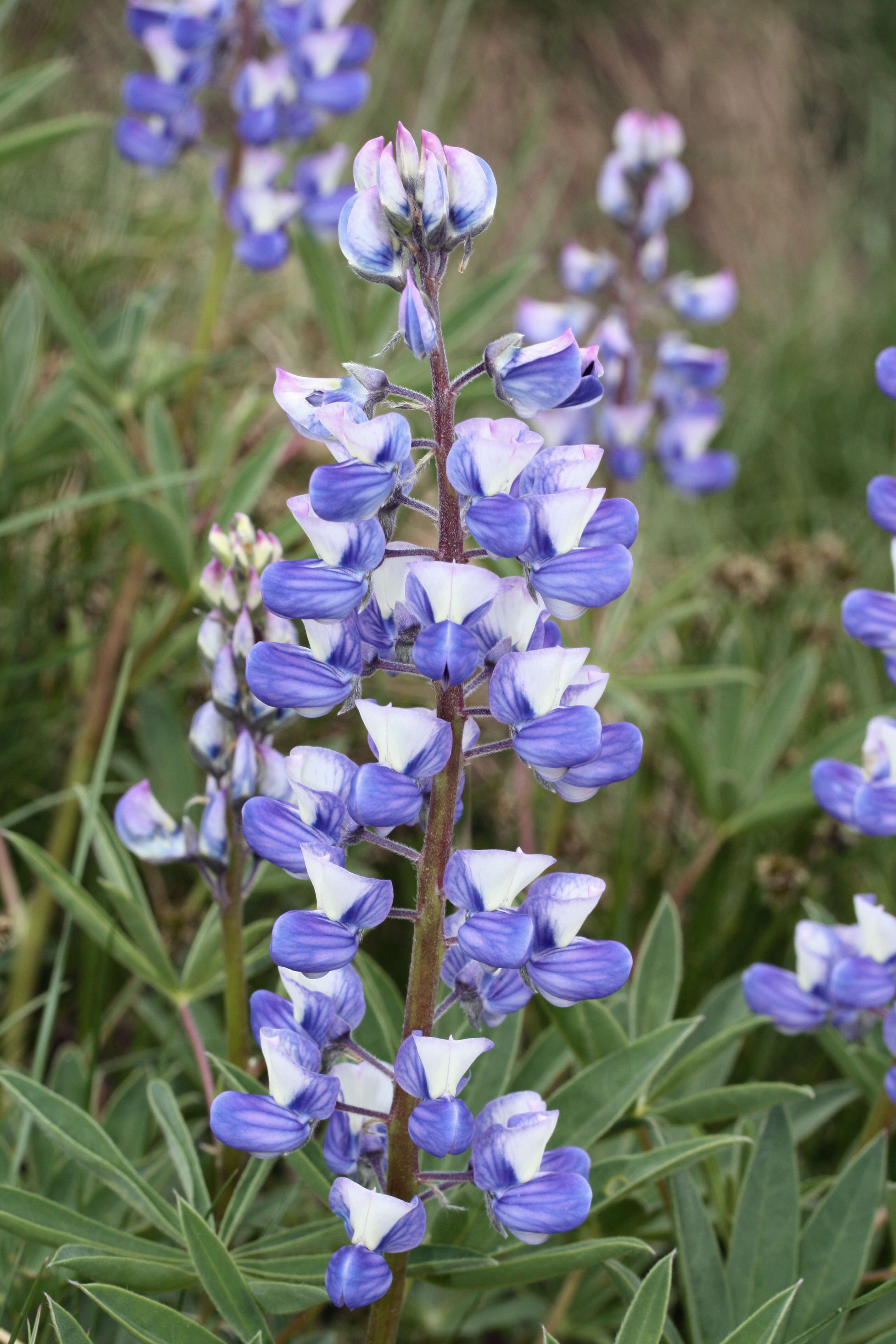 Image of broadleaf lupine