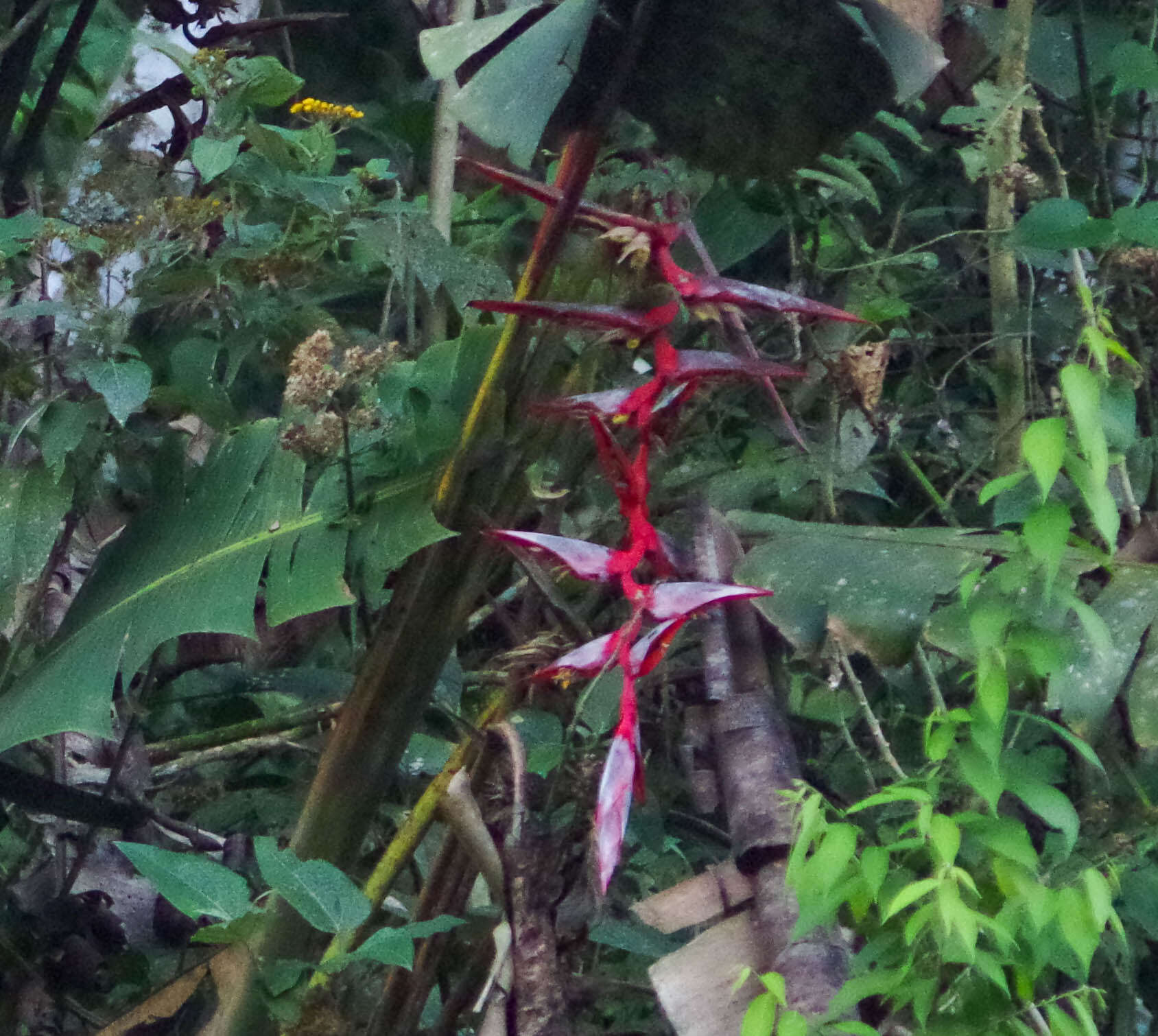 Image of Heliconia griggsiana L. B. Sm.