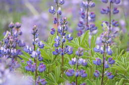 Image of broadleaf lupine