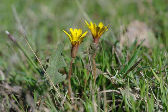 Image of Taraxacum hybernum Stev.