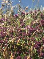 Image of creeping thyme
