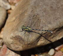 Image of Hemigomphus gouldii (Selys 1854)