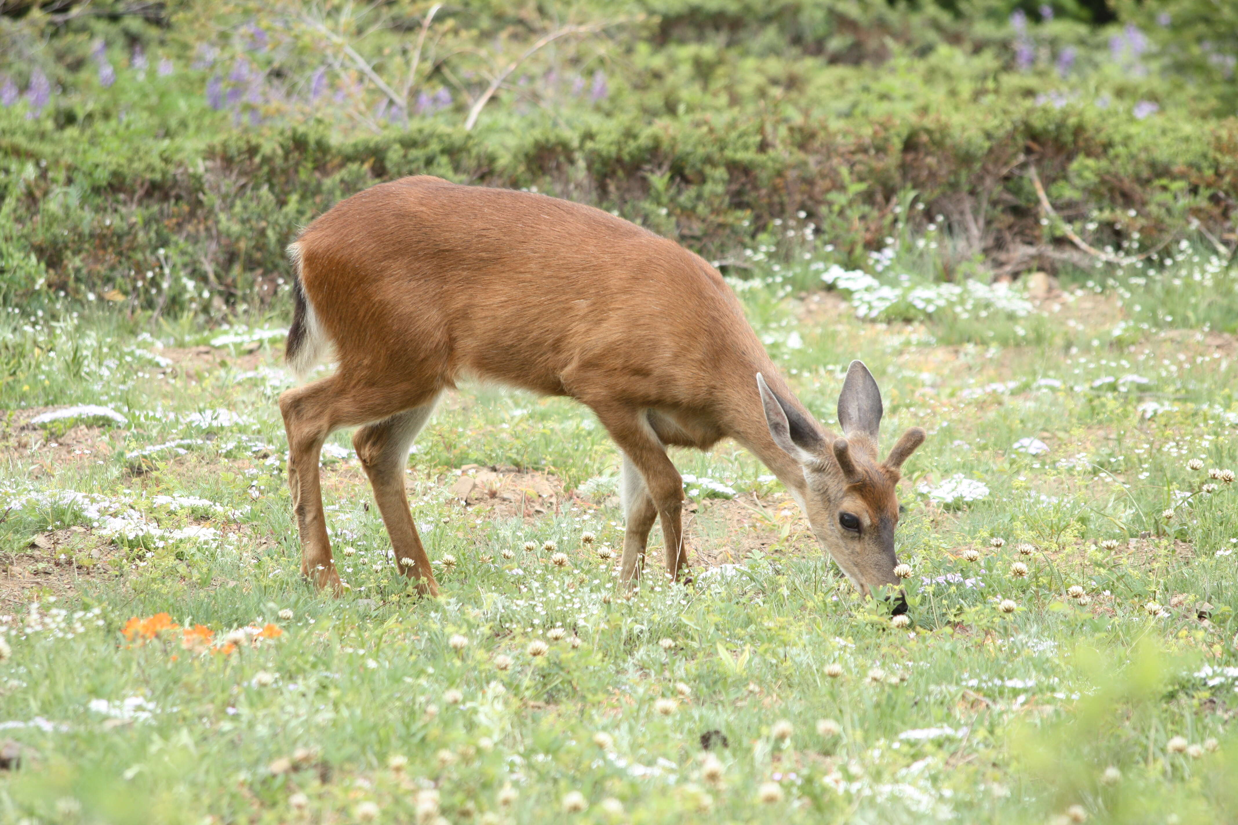 Image de Capreolinae