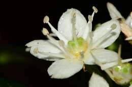 Image of Acradenia frankliniae Kipp.