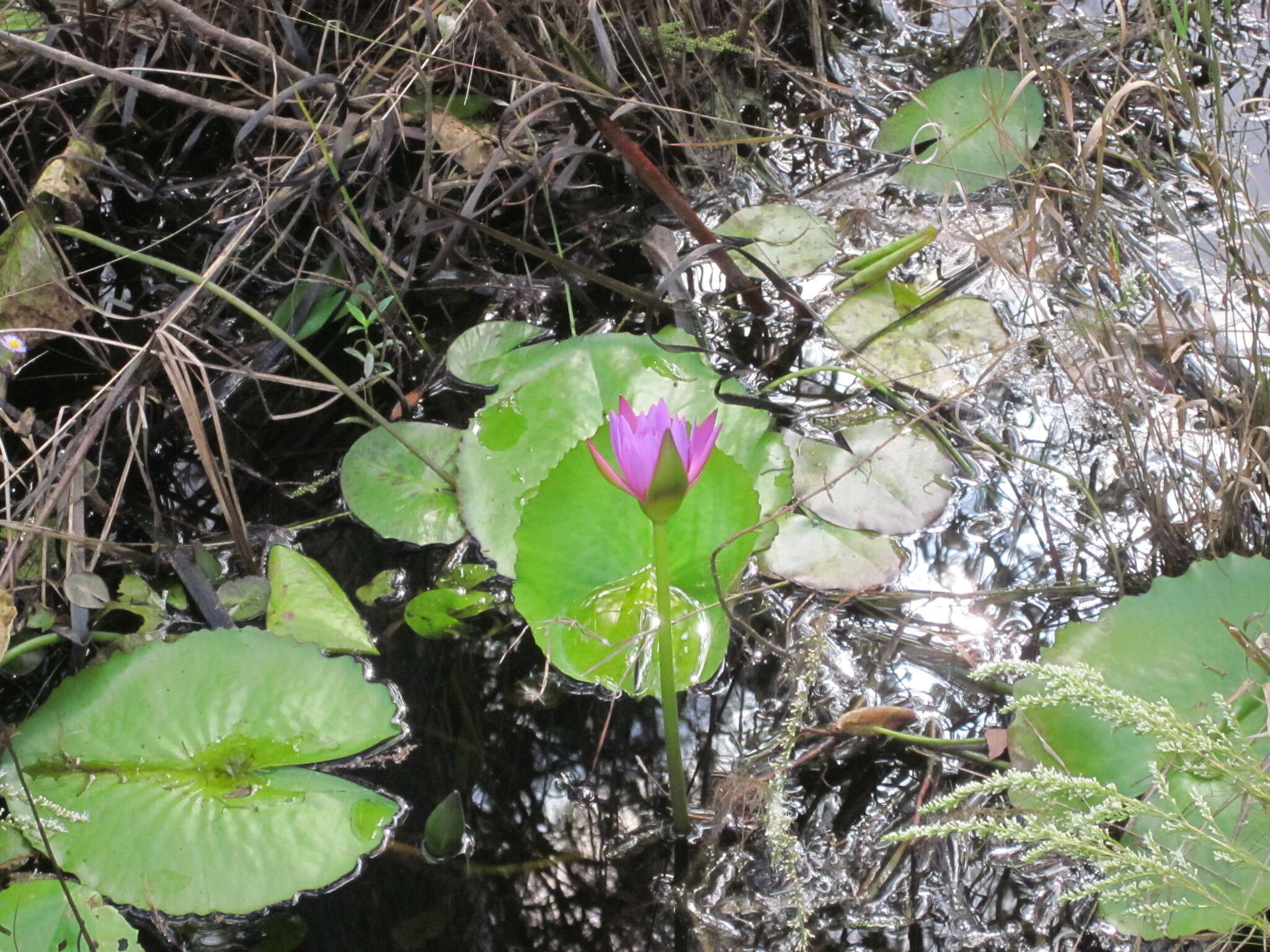 Image de Nymphaea nouchali var. zanzibariensis (Casp.) B. Verdcourt