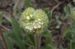 Image of silverleaf phacelia