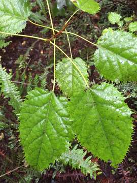 Image of wineberry