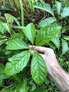 Image of Tetrastigma planicaule (Hook. fil.) Gagnep.