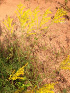 Image of Small's goldenrod