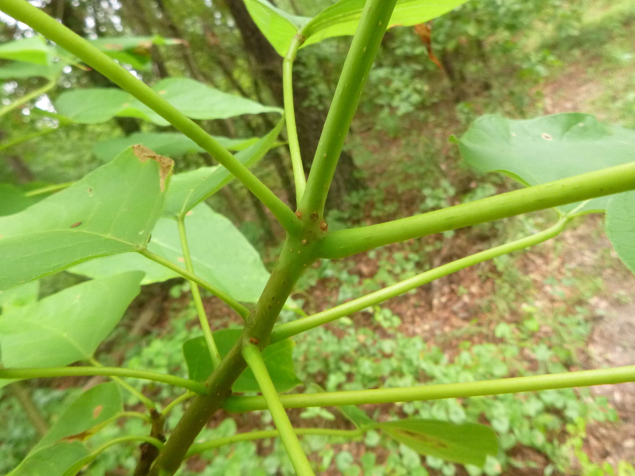 Image of southern catalpa